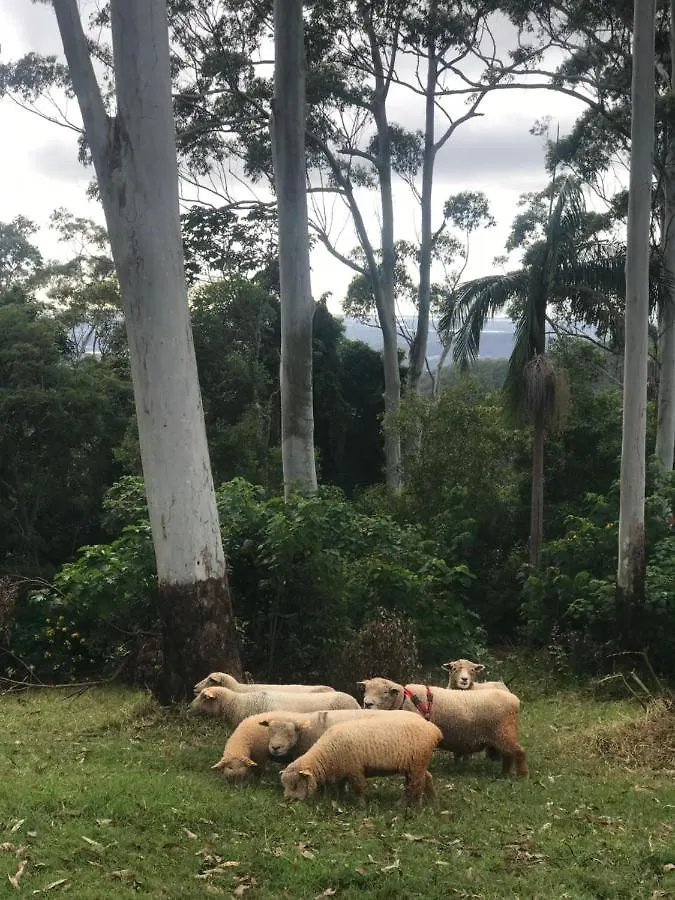 Tamborine Mountain Lodge Australia